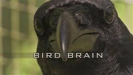 Terra Mater - Bird Brain (2016)