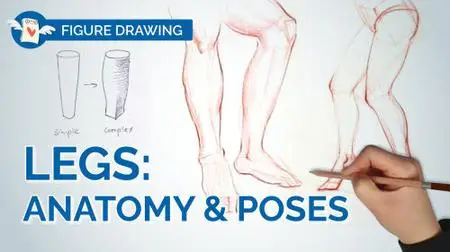 LEGS in Figure Drawing - Mastering Anatomy and Poses