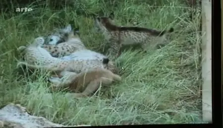 (Arte) Sur la trace du lynx ibérique (2011)