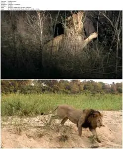 Brothers in Blood: The Lions of Sabi Sand (2015)