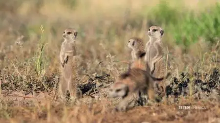 Meerkat Manor: Rise of the Dynasty S01E13