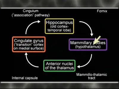 Understanding the Brain