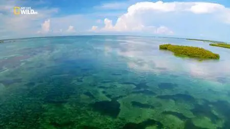 National Geographic: Cuba's Secret Reef (2015)