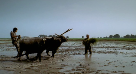 The Buffalo Boy / Gardien de Buffles (2004)
