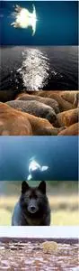 Polar Bears: A Summer Odyssey (2012)