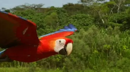BBC - Earthflight (2012)