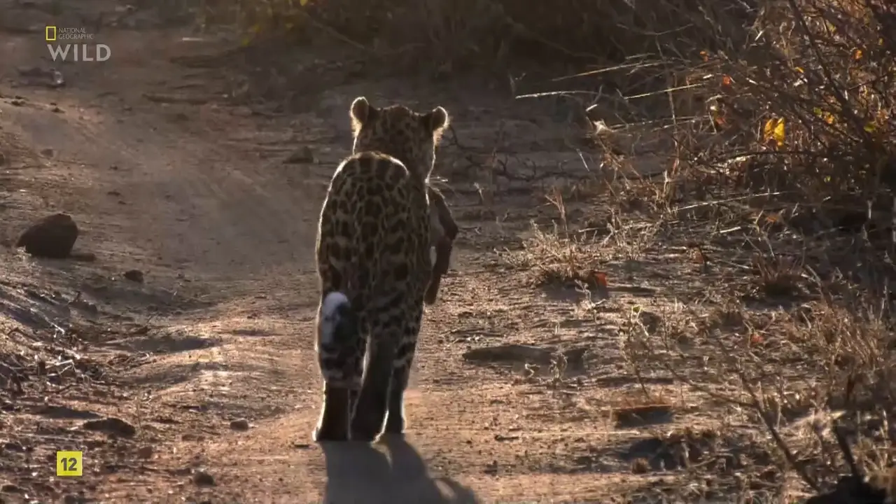 NG. - Leopard Kingdom (2018)