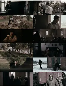 Rose (2012) Róza