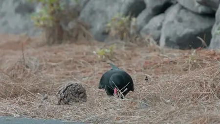 Wild Canary Islands (2021)