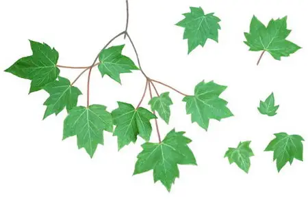 Leaves of Red Maple