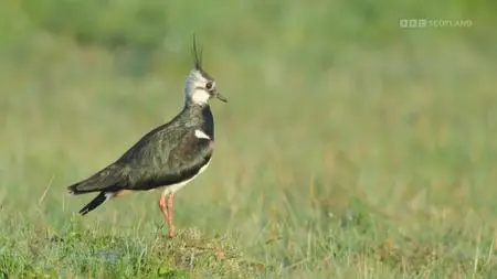 BBC - Scotland: The New Wild (2023)