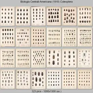 Biologia Centrali-Americana - Coleoptera (1881-1911)