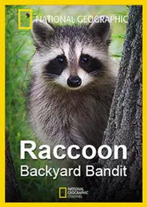 National Geographic - Raccoon: Backyard Bandit (2014)