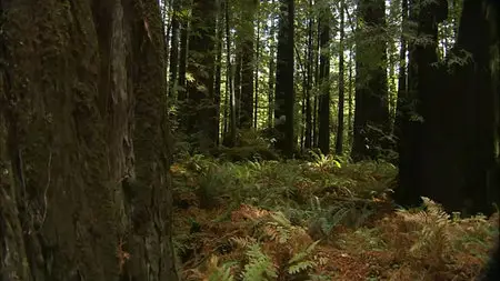Living Landscapes: Collection 2011 Part 2 California Redwood
