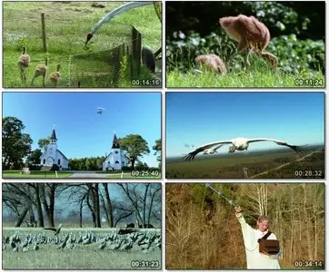 BBC Natural World - Flying Home (2005)