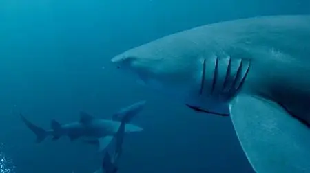 Sharkwater Extinction (2018)