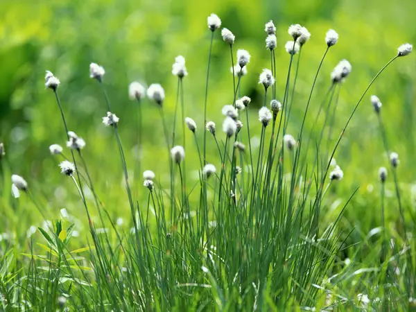 Wallpapers pack: The Japanese nature. Furano (2008)