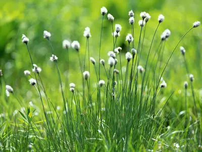 Wallpapers pack: The Japanese nature. Furano (2008)