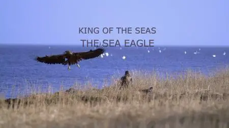 King of the Seas - Sea Eagle (2015)