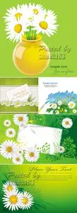 Camomile, Daisy Vector