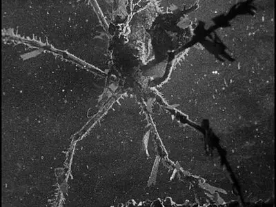 Science is Fiction: 23 Films by Jean Painlevé (The Criterion Collection) [3 DVD9s] [2009]
