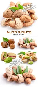 Nuts 2