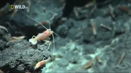 National Geographic - Life Of Oceans Transformation (2012)