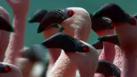 BBC Natural World - The Mating Game (2013)
