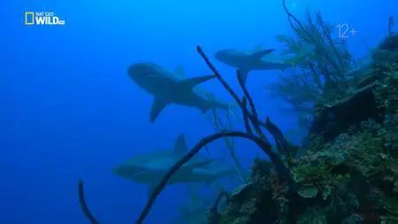 National Geographic: Cuba's Secret Reef (2015)