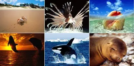 HQ Wallpapers - Ocean Life