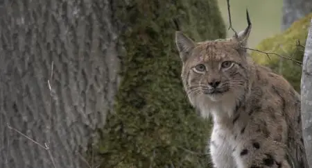 Lynx (2021)