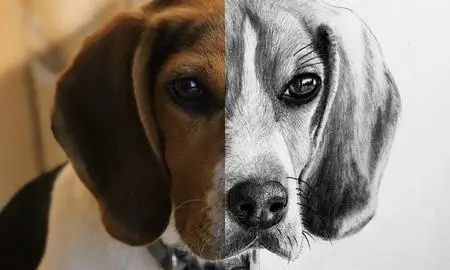 How to Draw a Beagle | Step by Step Tutorial