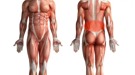 Strengthen Your Lower back muscles: Support Bed performance