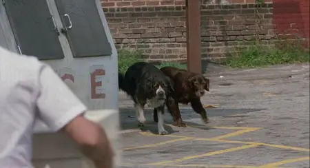 Fluke (1995)
