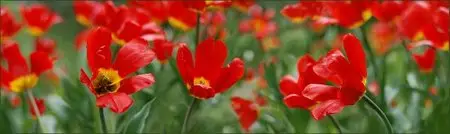 Андрей Климковский - Алые Паруса