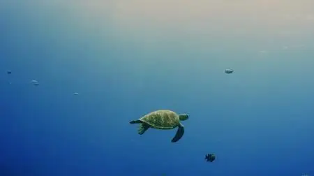 Turtle Odyssey (2019)