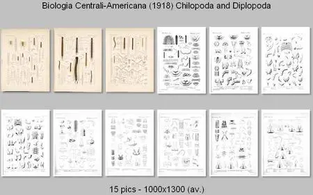 Biologia Centrali-Americana - Chilopoda and Diplopoda (1910)