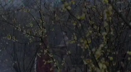 Silver Ornaments (2005)