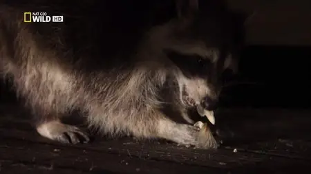 National Geographic - Raccoon: Backyard Bandit (2014)