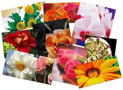 85 Incredible Flowers HQ Wallpapers
