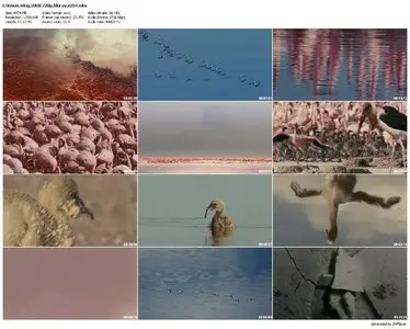 The Crimson Wing: Mystery Of The Flamingos (2009) 