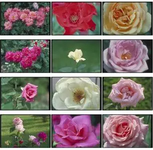 Corel Professional Photos Vol. 840 - Roses