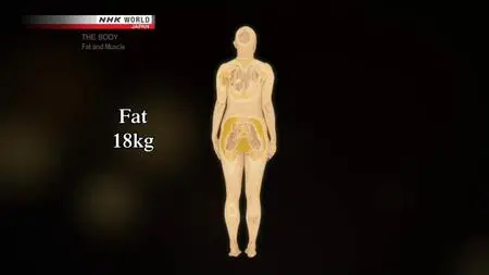 NHK - THE BODY: Fat and Muscle - Powerful Allies for Health (2018)