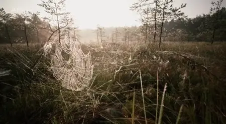 (Arte) Au gré des marais (2013)