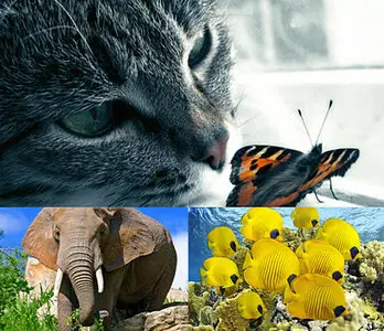 Animals wallpapes by nko (part-12) by nko