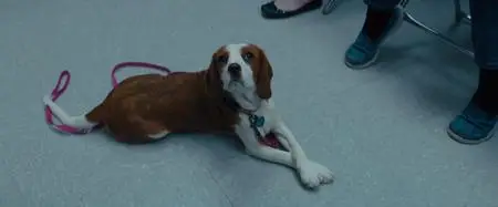 A Dog's Journey (2019)