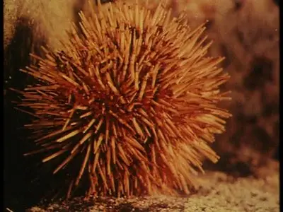Science is Fiction: 23 Films by Jean Painlevé (The Criterion Collection) [3 DVD9s] [2009]