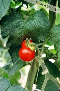 Stock Photos: Garden Ripe - YAA048