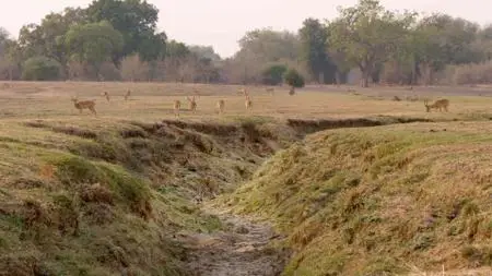 Smithsonian Earth - Africa's Hunters: Series 2 (2018)