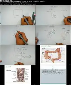 Human Anatomy for Abdomen, Pelvis & Thorax region